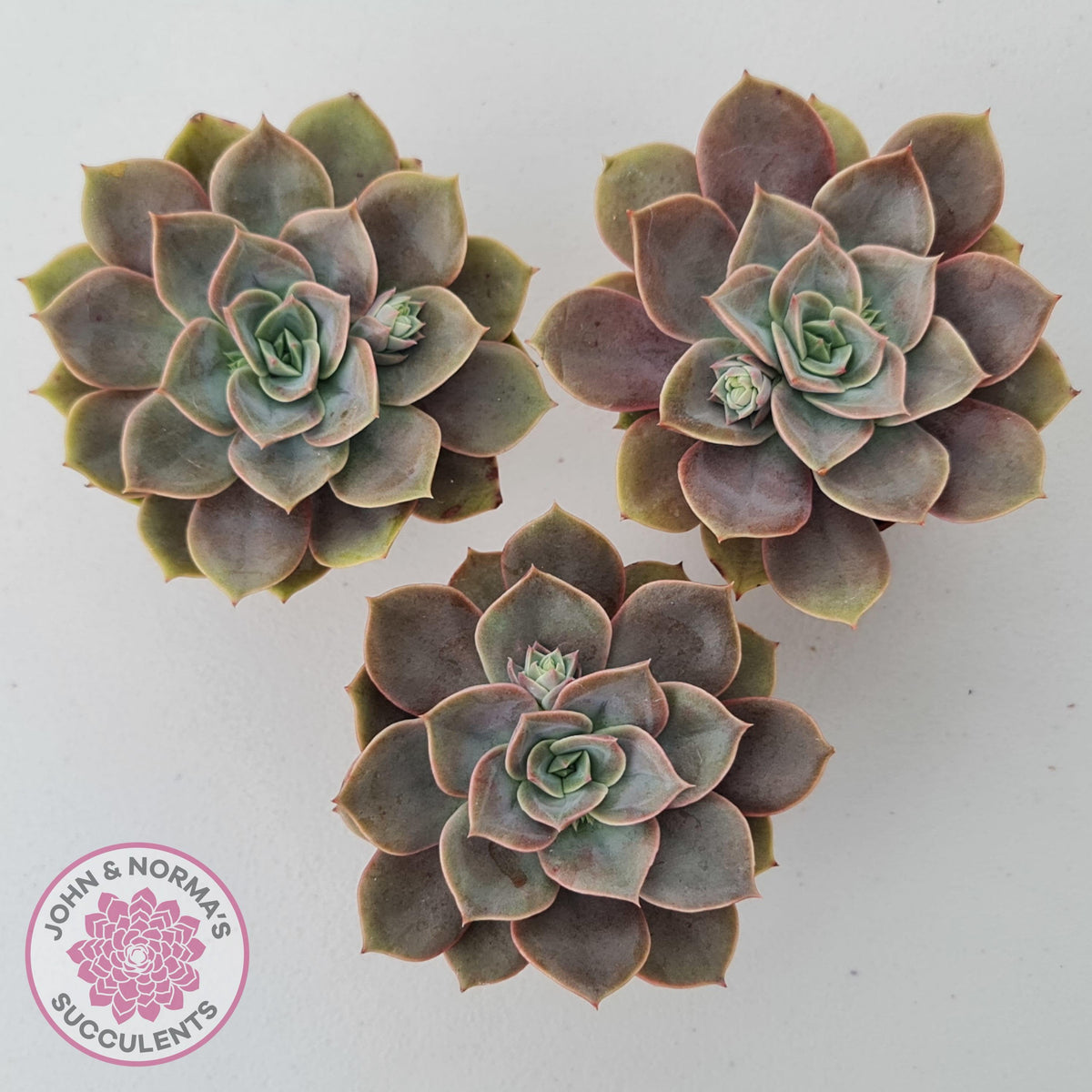Echeveria Purple Lotus