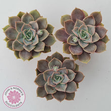 Load image into Gallery viewer, Echeveria Purple Lotus - John &amp; Norma&#39;s Succulents Australia
