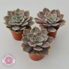 Echeveria Purple Lotus
