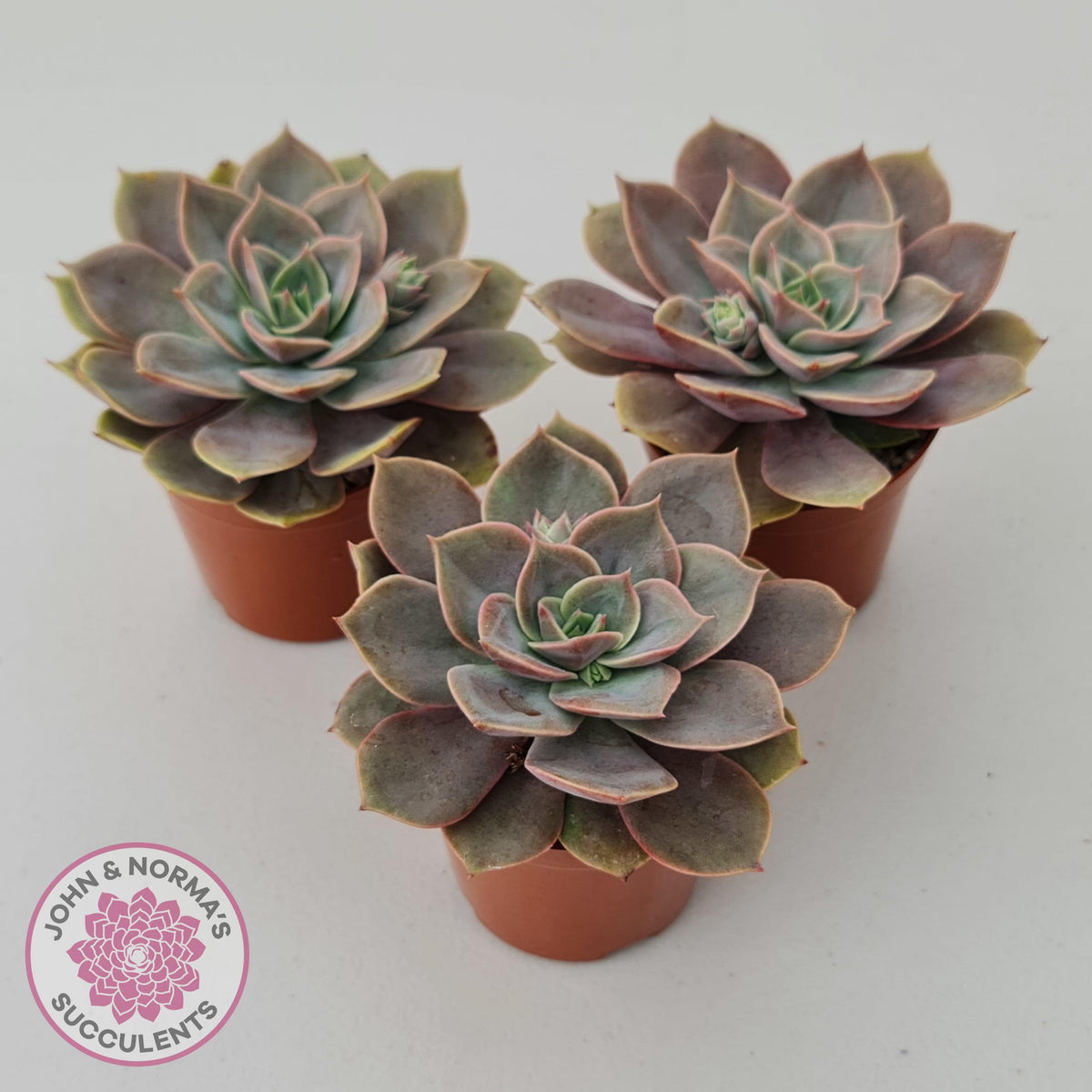 Echeveria Purple Lotus