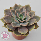 Echeveria Purple Lotus