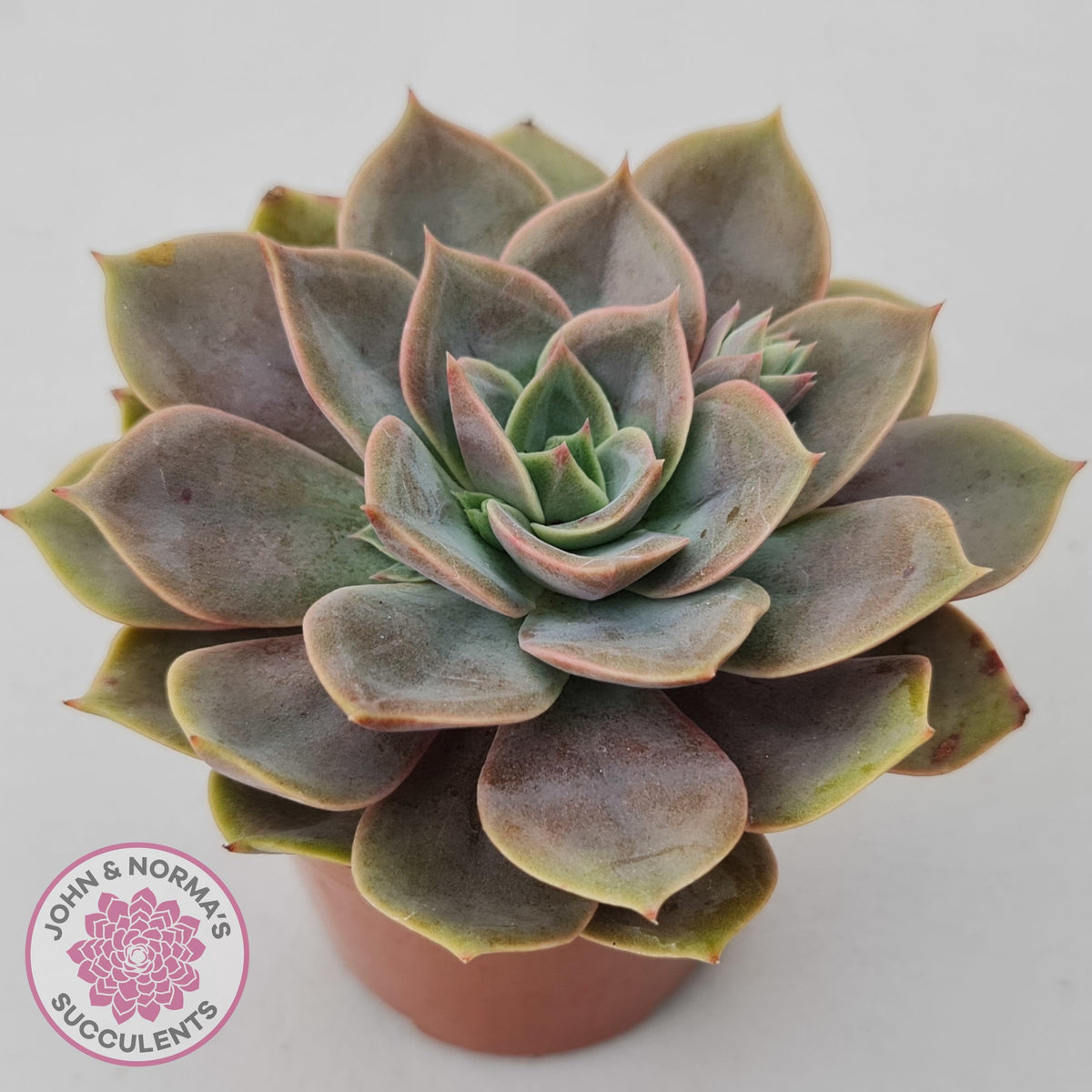 Echeveria Purple Lotus