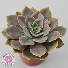 Load image into Gallery viewer, Echeveria Purple Lotus - John &amp; Norma&#39;s Succulents Australia
