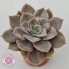 Echeveria Purple Lotus