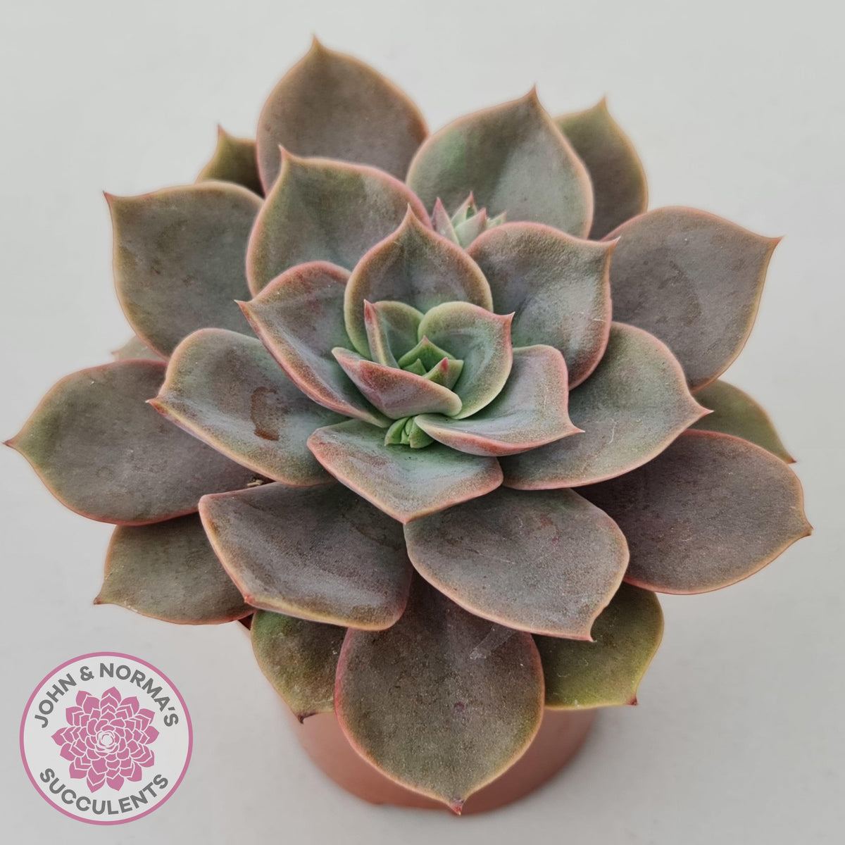 Echeveria Purple Lotus