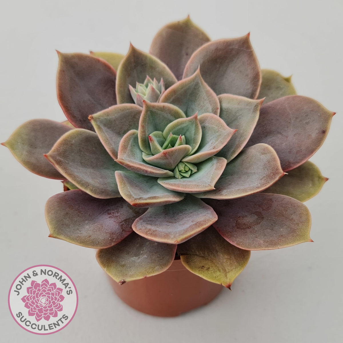 Echeveria Purple Lotus