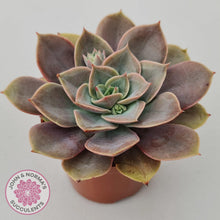 Load image into Gallery viewer, Echeveria Purple Lotus - John &amp; Norma&#39;s Succulents Australia
