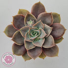 Echeveria Purple Lotus