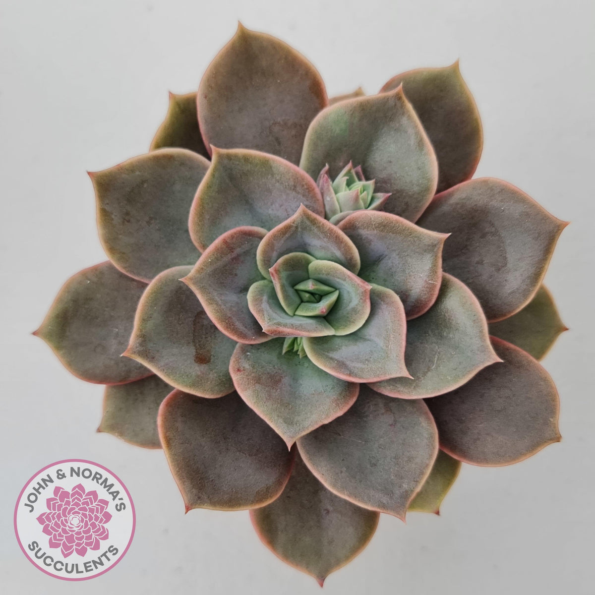 Echeveria Purple Lotus