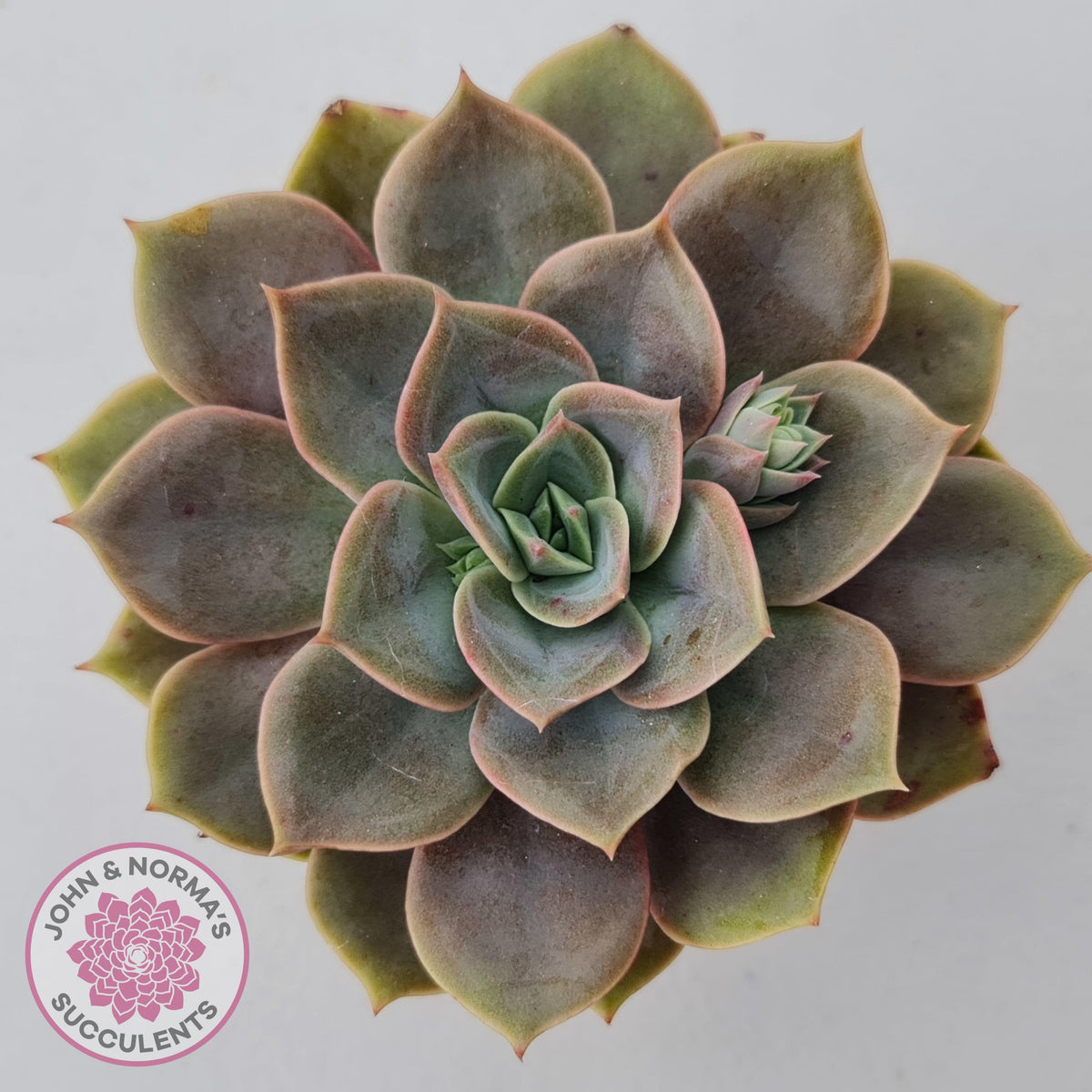 Echeveria Purple Lotus