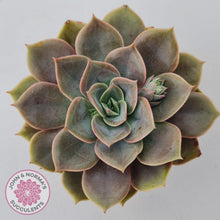 Load image into Gallery viewer, Echeveria Purple Lotus - John &amp; Norma&#39;s Succulents Australia
