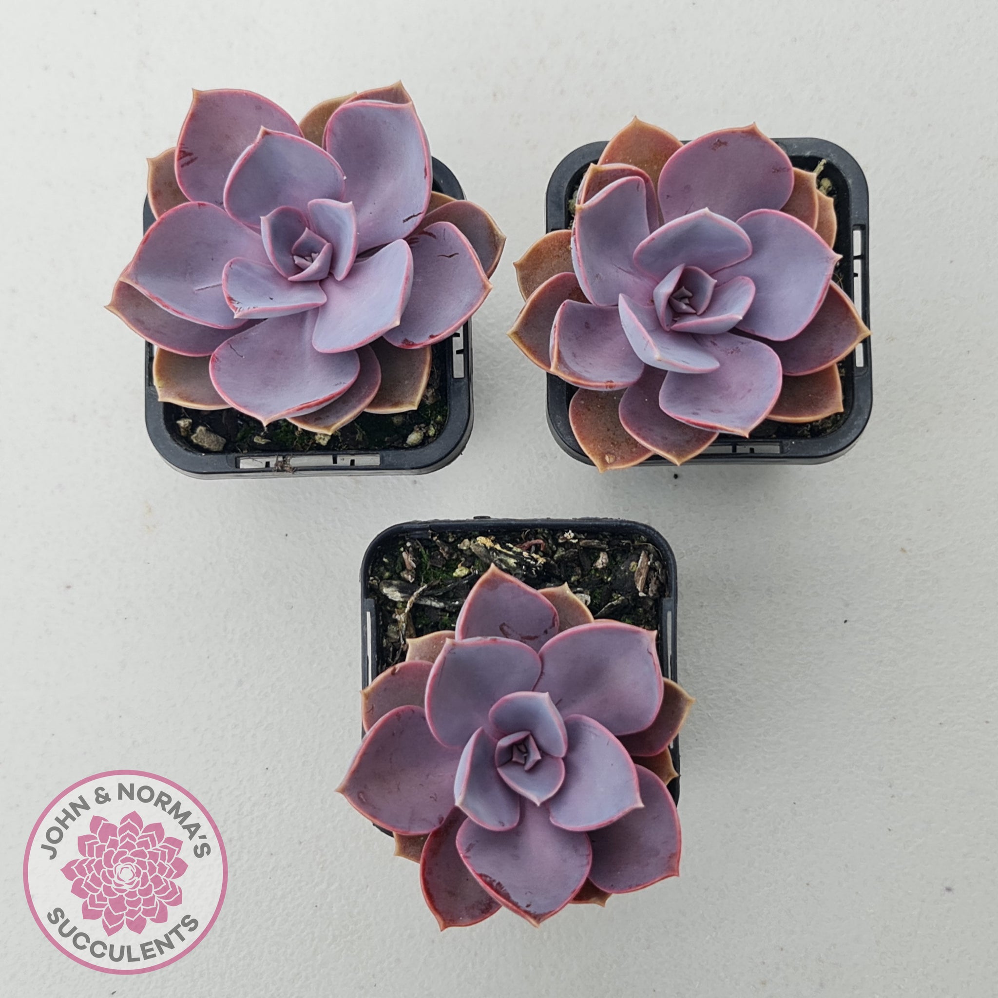 purple pearl succulent care Buy Echeveria 'Purple Pearl' Australia