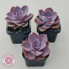 Echeveria 'Purple Pearl'