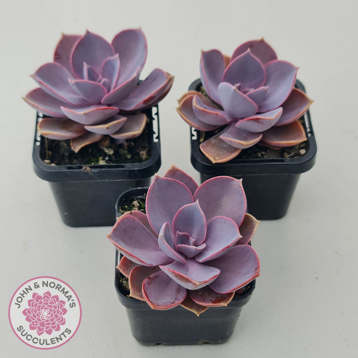 Echeveria 'Purple Pearl'