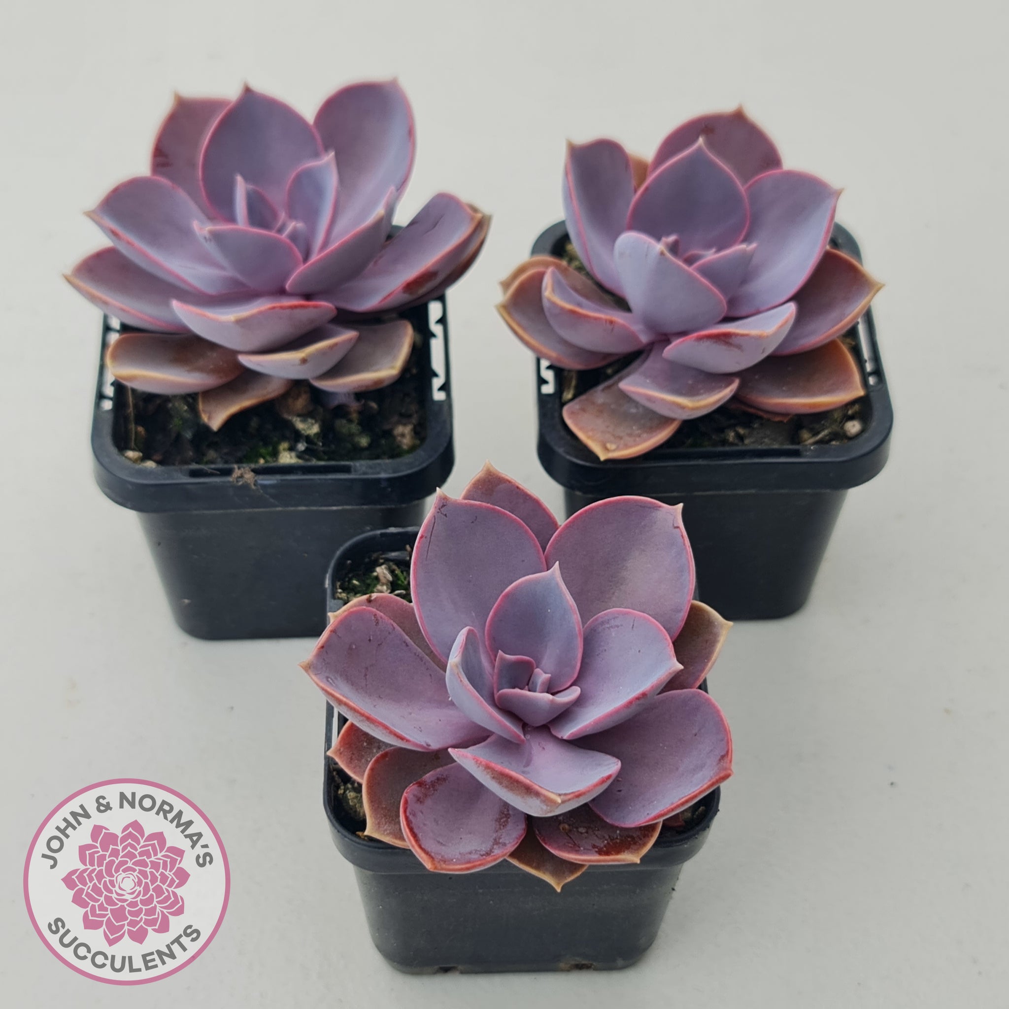 echeveria purple succulents Buy Echeveria 'Purple Pearl' Australia