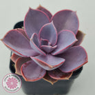 Echeveria 'Purple Pearl'