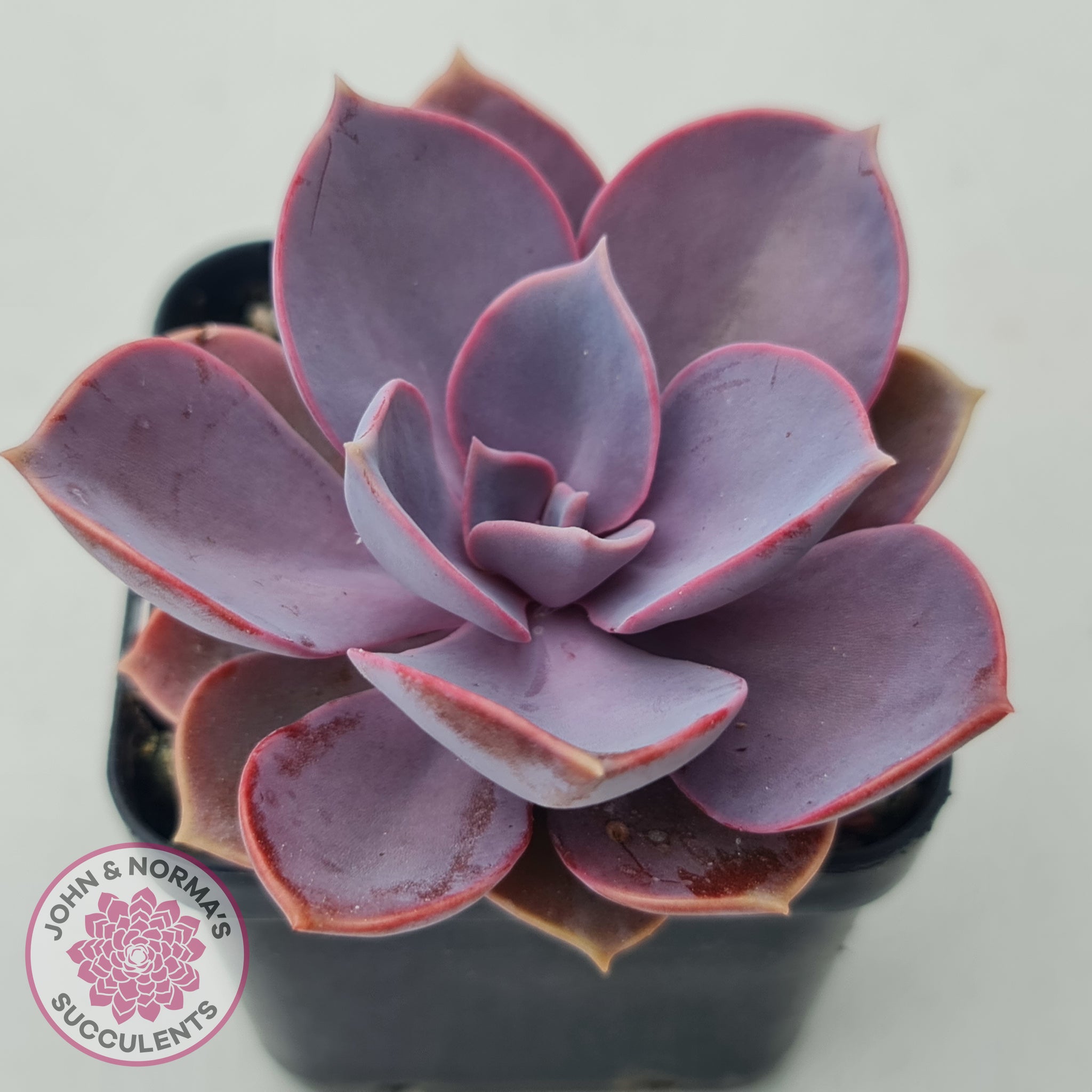 purple pearl succulent care Buy Echeveria 'Purple Pearl' Australia