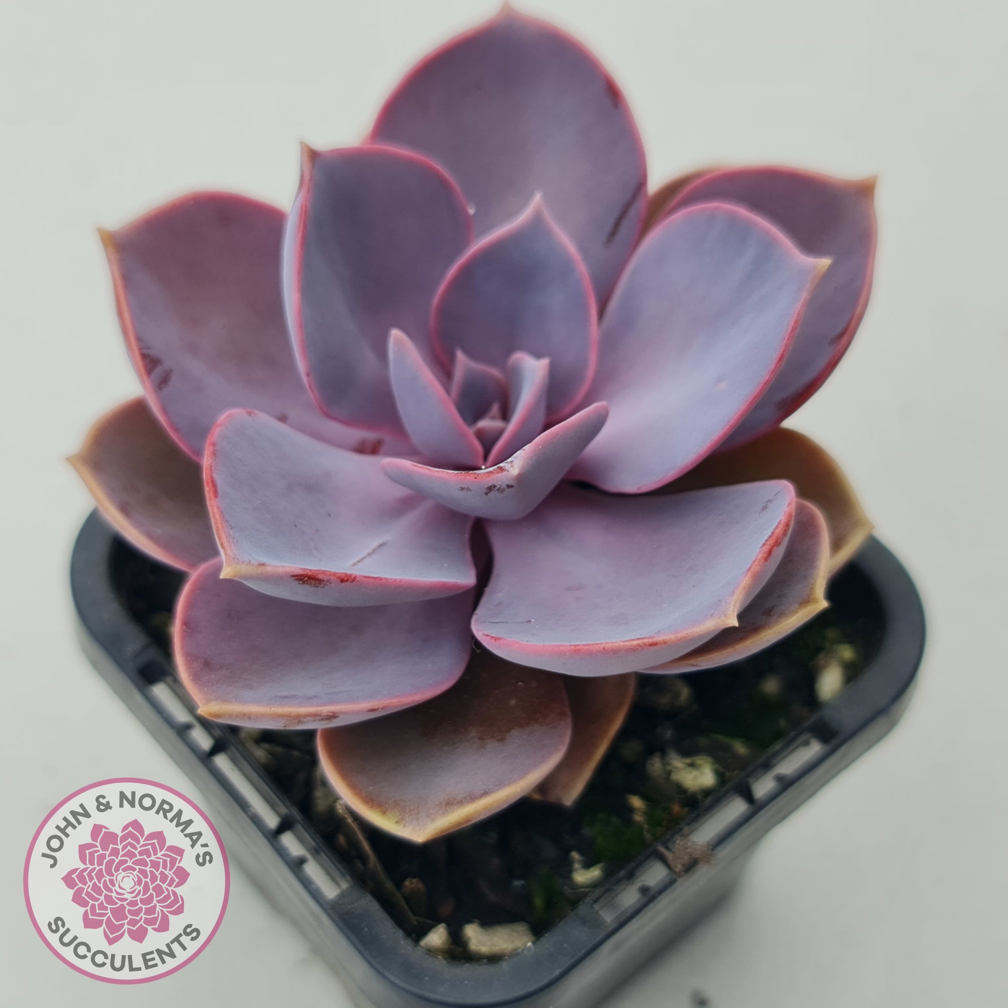 purple succulents names Buy Echeveria 'Purple Pearl' Australia