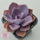 Echeveria 'Purple Pearl'