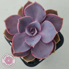 Echeveria 'Purple Pearl'