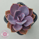 Echeveria 'Purple Pearl'