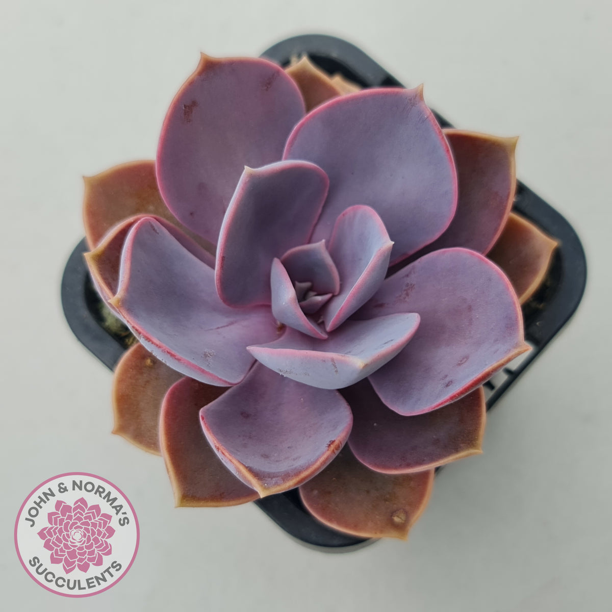 Echeveria 'Purple Pearl'