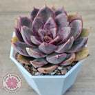 Echeveria 'Purple Rose'