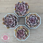 Echeveria 'Purple Rose'