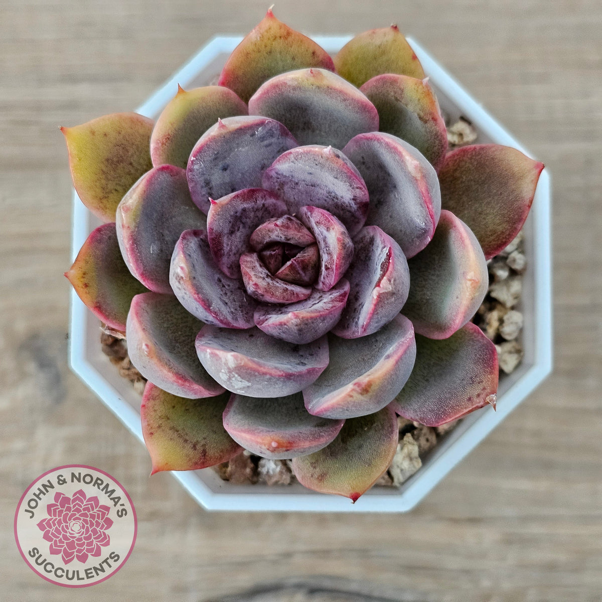 Echeveria 'Purple Rose'