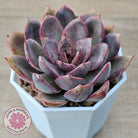 Echeveria 'Purple Rose'