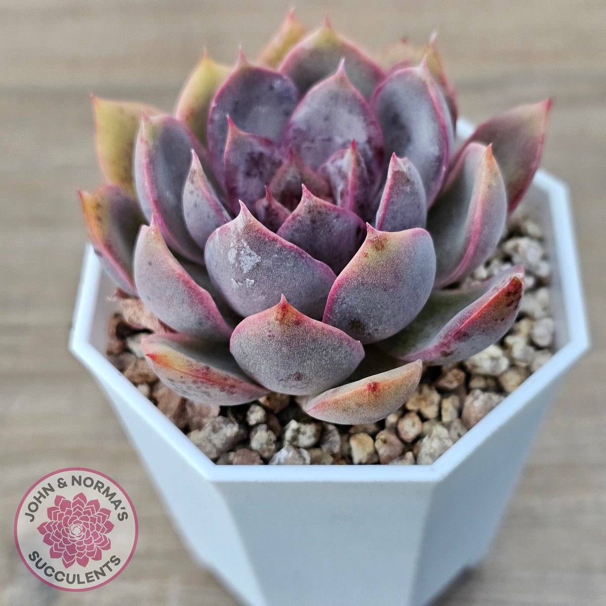 Echeveria 'Purple Rose'