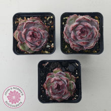 Load image into Gallery viewer, Echeveria &#39;Purple Rose&#39; - John &amp; Norma&#39;s Succulents Australia
