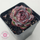Echeveria 'Purple Rose'