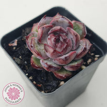 Load image into Gallery viewer, Echeveria &#39;Purple Rose&#39; - John &amp; Norma&#39;s Succulents Australia
