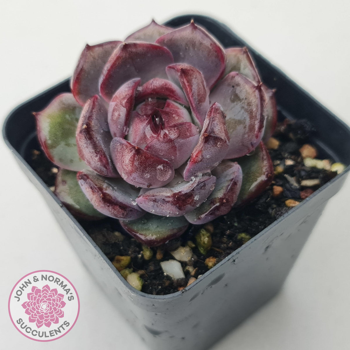 Echeveria 'Purple Rose'