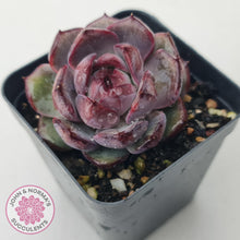 Load image into Gallery viewer, Echeveria &#39;Purple Rose&#39; - John &amp; Norma&#39;s Succulents Australia
