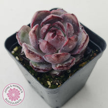 Load image into Gallery viewer, Echeveria &#39;Purple Rose&#39; - John &amp; Norma&#39;s Succulents Australia
