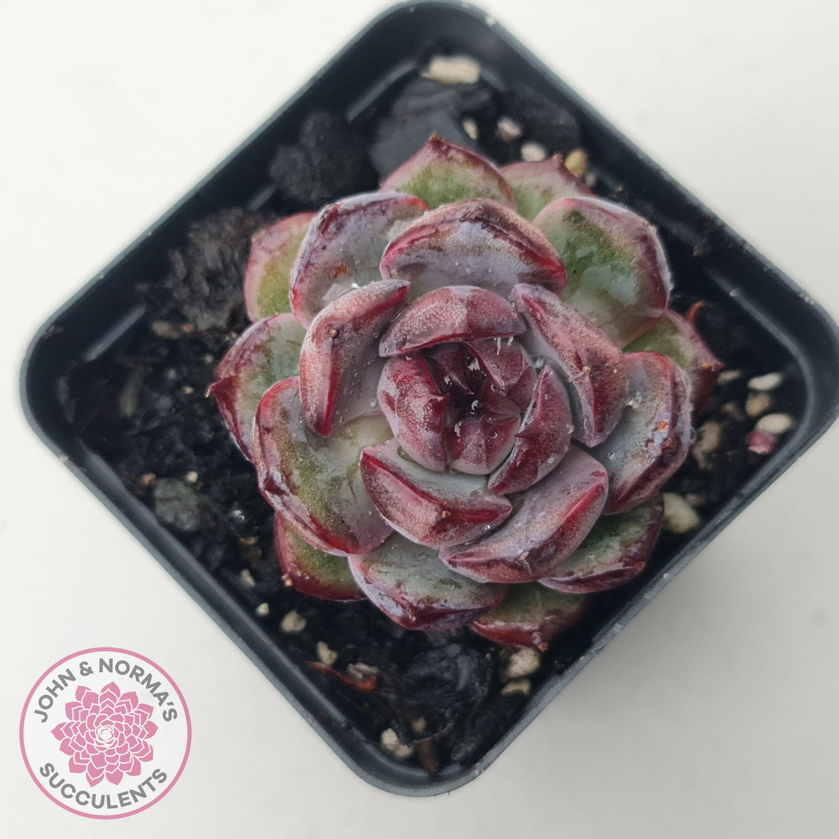 Echeveria 'Purple Rose'