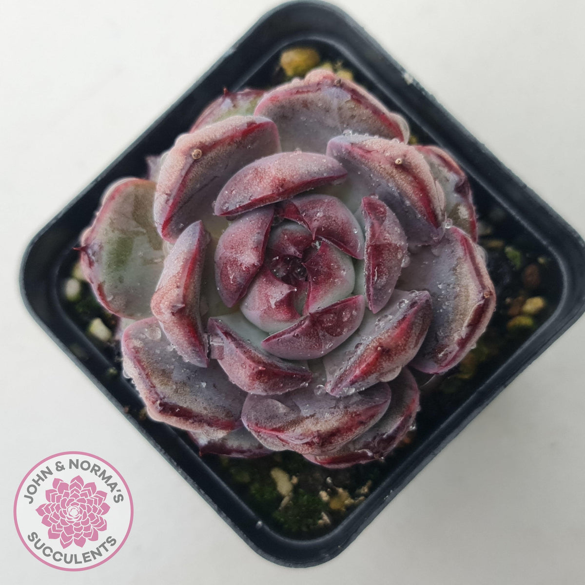 Echeveria 'Purple Rose'