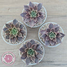 Echeveria 'Purple Star'