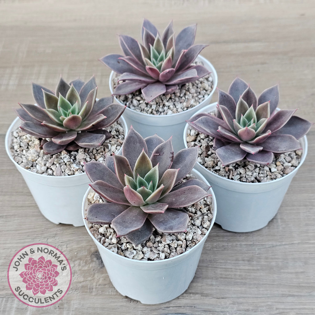 Echeveria 'Purple Star'