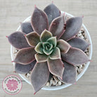 Echeveria 'Purple Star'