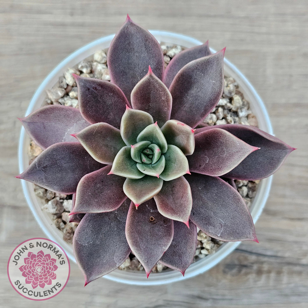 Echeveria 'Purple Star'