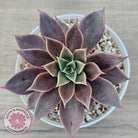 Echeveria 'Purple Star'