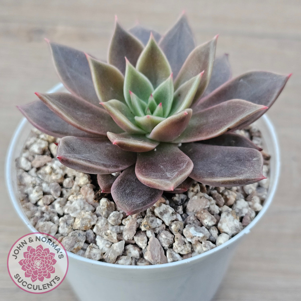 Echeveria 'Purple Star'