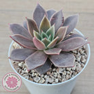 Echeveria 'Purple Star'