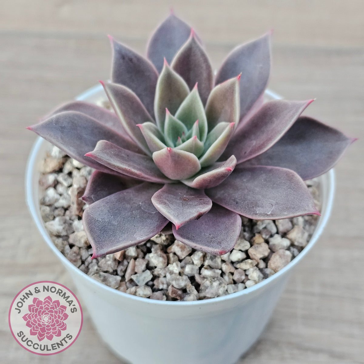 Echeveria 'Purple Star'