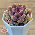 Echeveria 'Purple Rose'