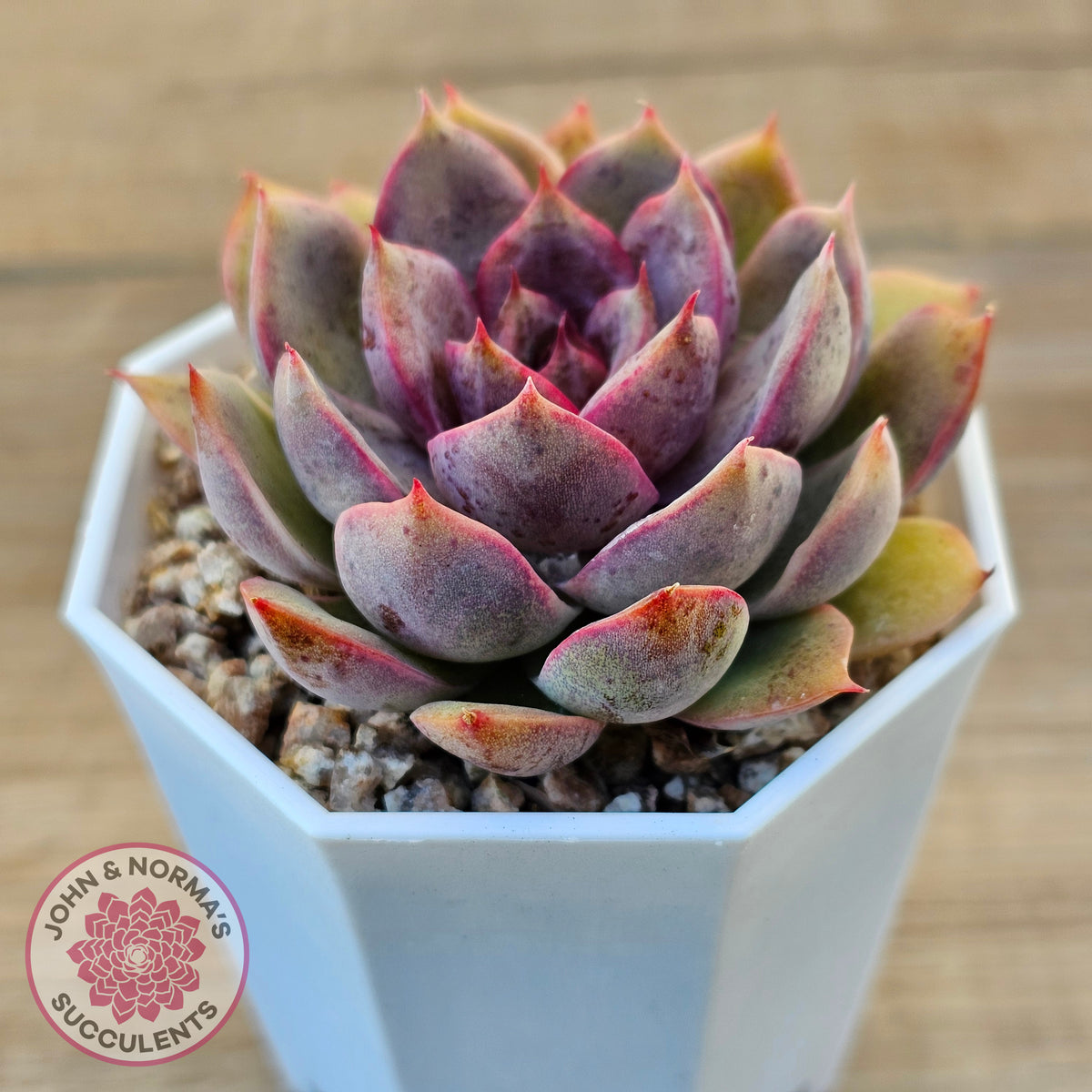 Echeveria 'Purple Rose'