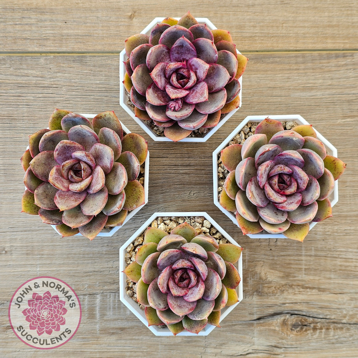 Echeveria 'Purple Rose'
